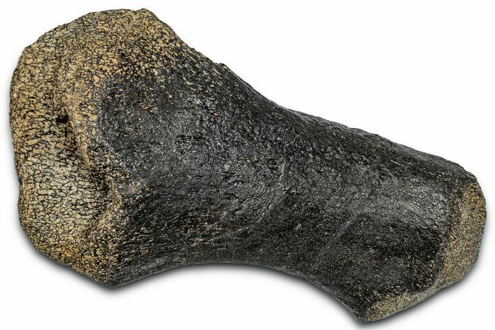 Fossil Sauropod Metatarsal Bone - Bone Cabin Quarry, Wyoming #357054